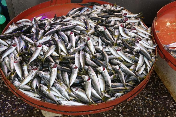 Kilosu 80 TLye düştü Omega-3 depolarını fullüyor: Kemikleri betona çeviriyor, kolesterolün kökünü kazıyor