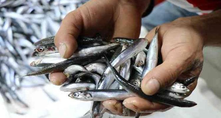 Kilosu 80 TLye düştü Omega-3 depolarını fullüyor: Kemikleri betona çeviriyor, kolesterolün kökünü kazıyor