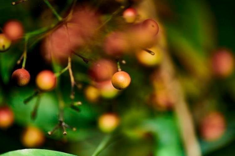 Limondan 60 kat fazla C vitamini içeriyor Ormanlarda kendiliğinden yetişiyor, bedava vitamin deposu...
