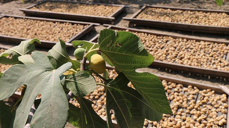 İncirin üstüne bardak bardak ekleyin Aç karnına içen 100 yaşına kadar yaşıyor: Kemikleri beton gibi yapıyor, kolesterol seviyelerini yere çakıyor, iç organları da temizliyor