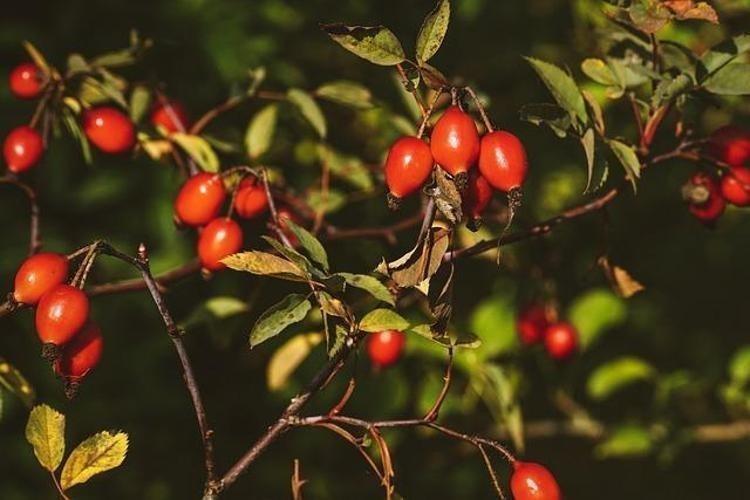 Erzincan dağlarından gelen şifa Tam bir C vitamini deposu 100 gramı 1 kasa portakala eşdeğer