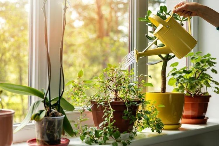 Evinde kaktüs yetiştirenlere için vakit geldi Bu bakımları şimdi yaparsanız kaktüsler yaz ayınca çiçek açar