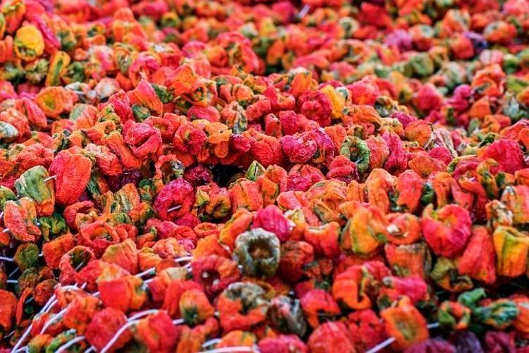 SİNDİRİMİ DESTEKLİYOR