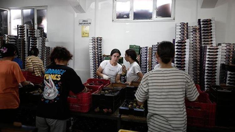 “DÜNYADA BU KADAR NADİR OLUP HİÇ EDİLEN BİR MEYVE TÜRÜ DAHA YOKTUR”