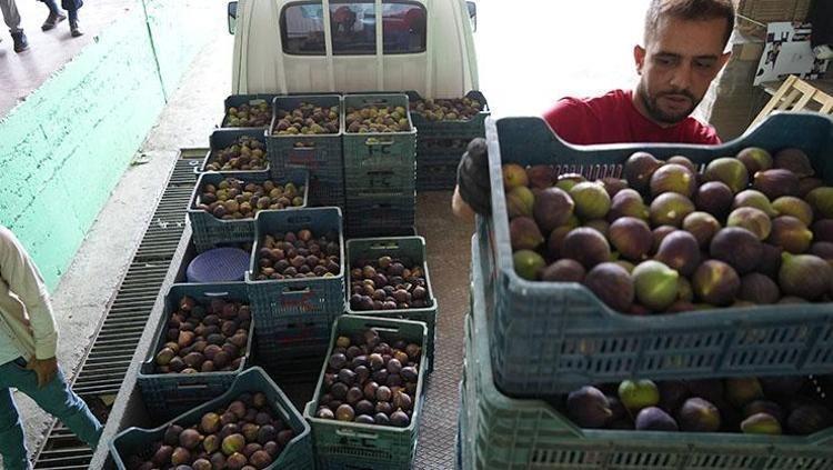 Dünyanın en nadir meyvelerinden, Bursada hasat ediliyor Rusyaya kapış kapış satılıyor: Bağırsakları makine gibi çalıştırıp demir depoluyor