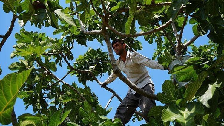 Dünyanın en nadir meyvelerinden, Bursada hasat ediliyor Rusyaya kapış kapış satılıyor: Bağırsakları makine gibi çalıştırıp demir depoluyor