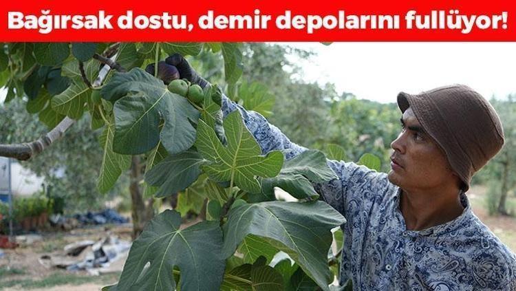 Dünyanın en nadir meyvelerinden, Bursada hasat ediliyor Rusyaya kapış kapış satılıyor: Bağırsakları makine gibi çalıştırıp demir depoluyor