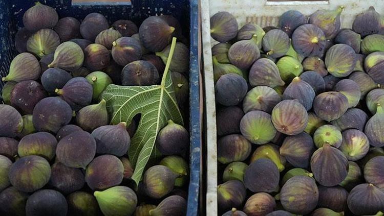Dünyanın en nadir meyvelerinden, Bursada hasat ediliyor Rusyaya kapış kapış satılıyor: Bağırsakları makine gibi çalıştırıp demir depoluyor