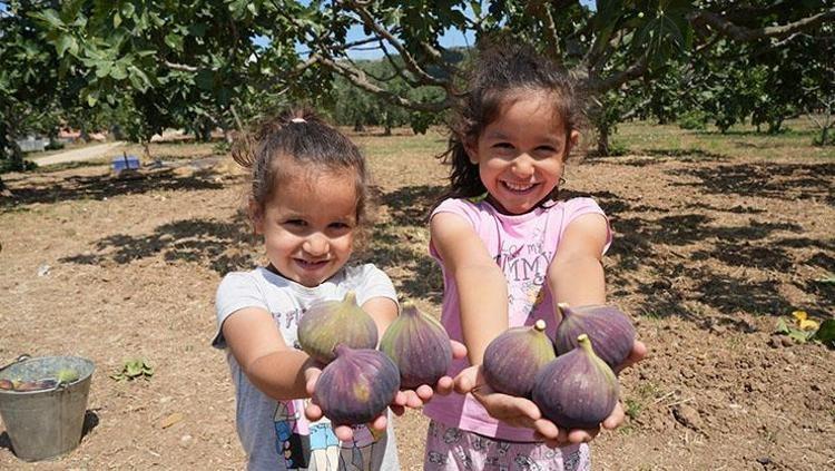 Dünyanın en nadir meyvelerinden, Bursada hasat ediliyor Rusyaya kapış kapış satılıyor: Bağırsakları makine gibi çalıştırıp demir depoluyor