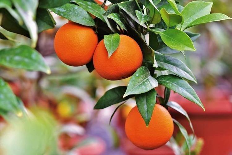 GÜNDE 200 KİLO KABUK SOYUYORLAR, ÇAMAŞIR İPİNE ASIYORLAR