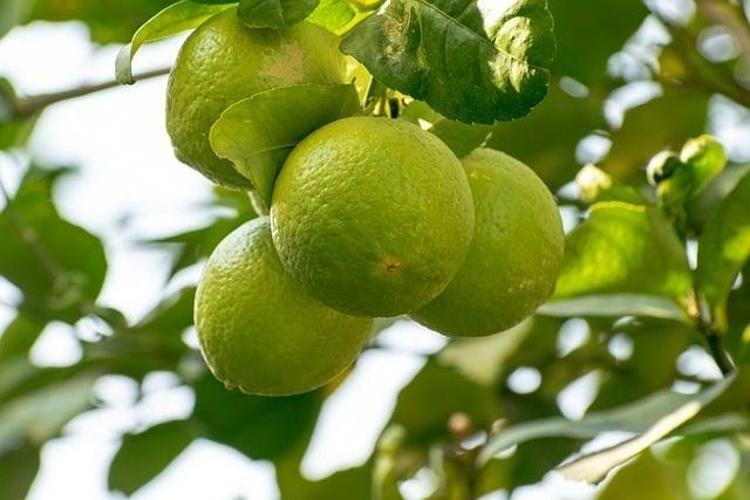 Bu kez kabuğu değerlendi Kilosu 20 lira: Altın değerinde, pazarda kapış kapış satılıyor