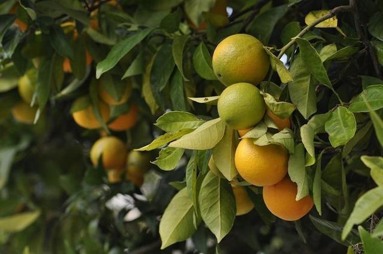 AĞIZ VE DİŞ SAĞLIĞINI KORUYOR