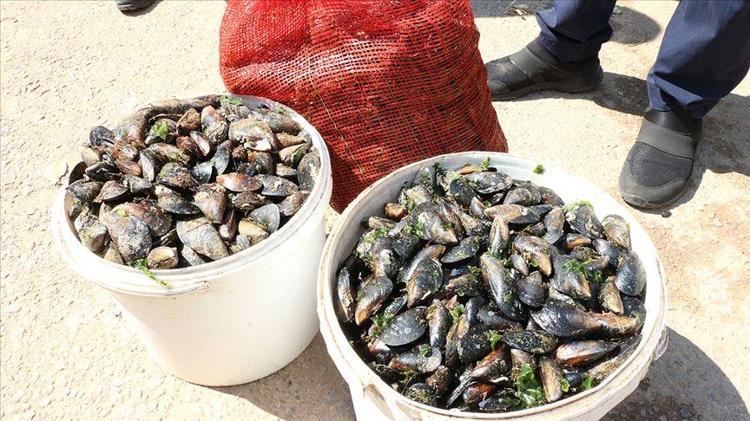 MİDYE DOLMA TÜRKİYEYE ÖZGÜ