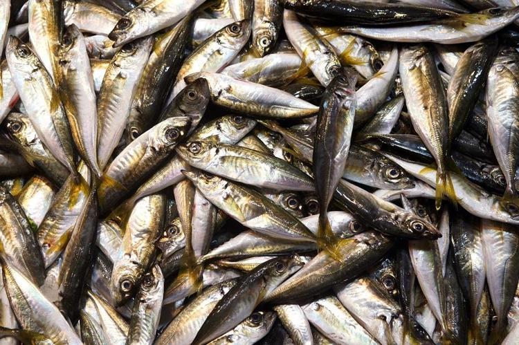 Tezgahta fiyatı yarı yarıya düştü Almak isteyenler kuyruğa giriyor: Dünyanın en güçlü omega-3 kaynağı, kolesterolü damardan kazıyor