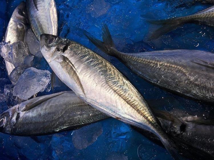 Tezgahta fiyatı yarı yarıya düştü Almak isteyenler kuyruğa giriyor: Dünyanın en güçlü omega-3 kaynağı, kolesterolü damardan kazıyor