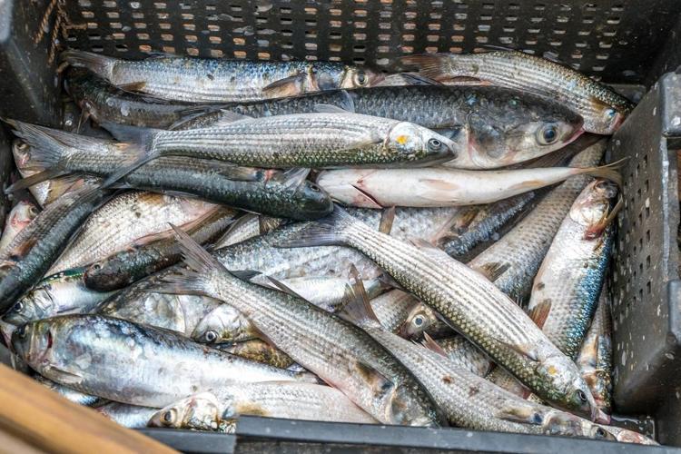 Tezgahta fiyatı yarı yarıya düştü Almak isteyenler kuyruğa giriyor: Dünyanın en güçlü omega-3 kaynağı, kolesterolü damardan kazıyor