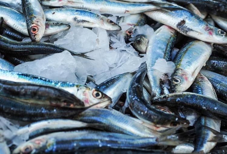 Tezgahta fiyatı yarı yarıya düştü Almak isteyenler kuyruğa giriyor: Dünyanın en güçlü omega-3 kaynağı, kolesterolü damardan kazıyor
