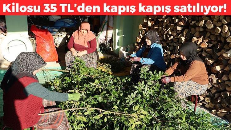 Dağda kendiliğinden yetişiyor Kilosu 35 TL: Kırsal kesimin gelir kapısı, çayını yapıp bardak bardak içince böbreklerdeki toksinleri temizliyor