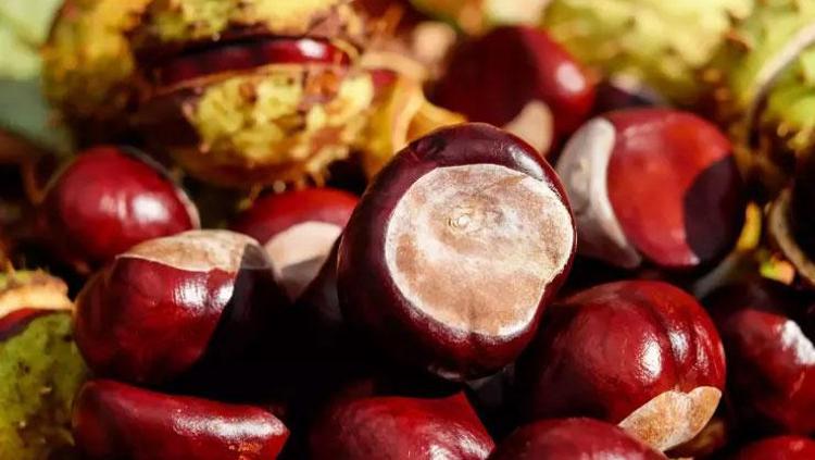KESTANENİN YÜKSEK BESİN DEĞERİ