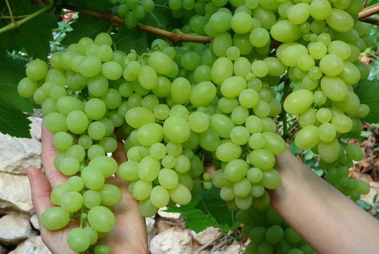 İSPANYOLLARIN FAVORİ GELENEĞİ: 12 ÜZÜM MUCİZESİ