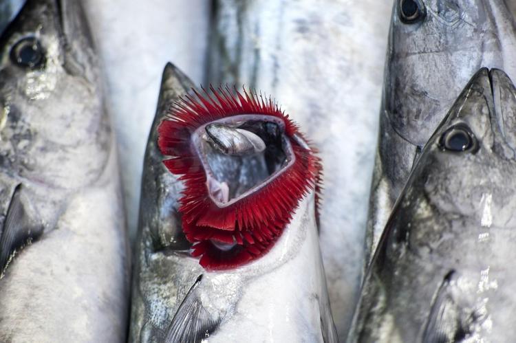 Tüm zamanların en düşük fiyatını gördü Bir parça limonla pişirince etkisi 50 kat artıyor Dünyanın en zengin omega-3 kaynağı