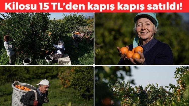 Daha dalındayken satıldı Kilosu 15 TL: Tıkalı damarları çamaşır suyu gibi temizliyor: Kolesterolün kökünü kurutuyor, suyunu sıkıp bardak bardak için