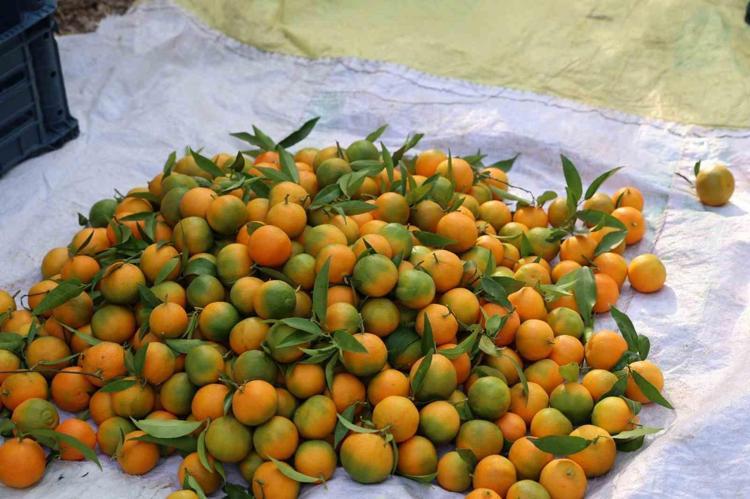 Daha dalındayken satıldı Kilosu 15 TL: Tıkalı damarları çamaşır suyu gibi temizliyor: Kolesterolün kökünü kurutuyor, suyunu sıkıp bardak bardak için
