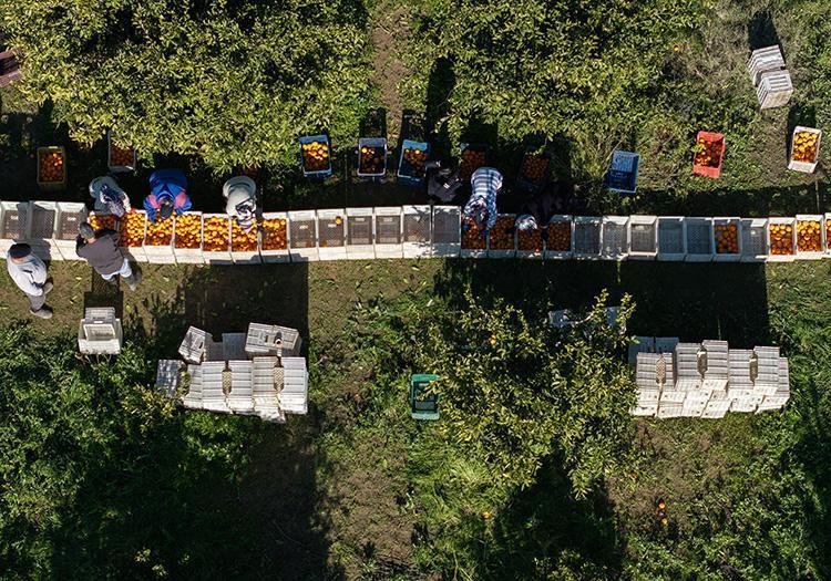 Daha dalındayken satıldı Kilosu 15 TL: Tıkalı damarları çamaşır suyu gibi temizliyor: Kolesterolün kökünü kurutuyor, suyunu sıkıp bardak bardak için