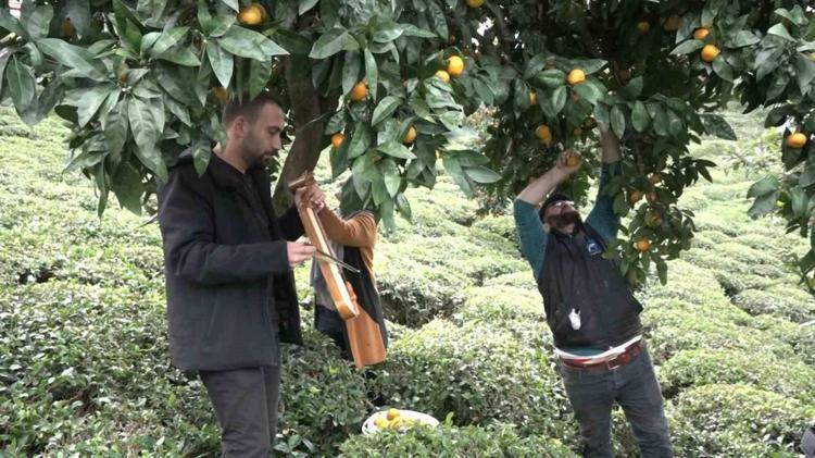 AĞAÇTAN TOPLANMADAN SATILDI
