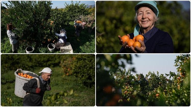MANDALİNANIN FAYDALARI NELERDİR