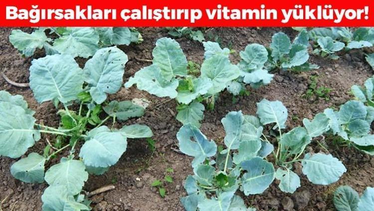 B12 değerlerini zirveye taşıyor Bağırsakları harıl harıl çalıştırıyor, kilosu 28 TL: Kemikleri mermer gibi güçlendiren şifa deposu