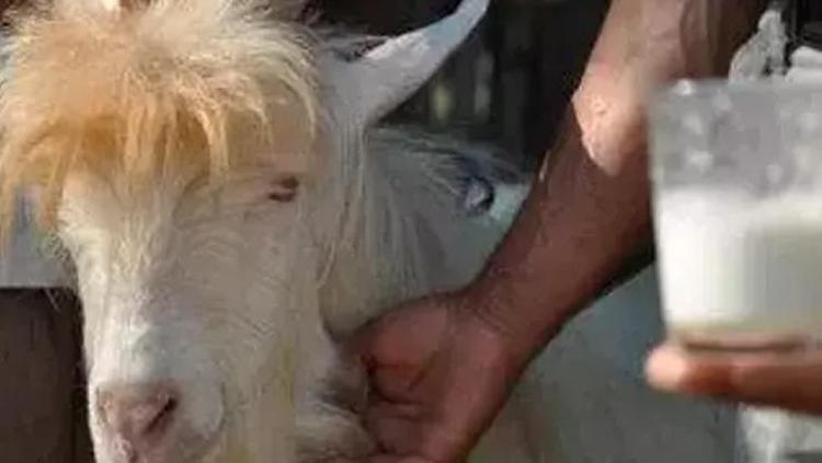 KEÇİ SÜTÜNÜN SİNDİRİM SİSTEMİ DOSTU ÖZELLİKLERİ