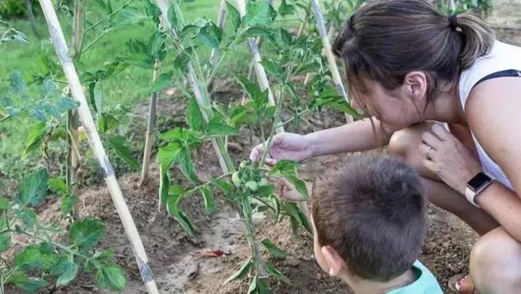 Karadeniz’de kendiliğinden yetişiyor Kirli kanı bir arıtıcı gibi temizliyor, böbrekleri yenisi ile değişmiş gibi yapıyor