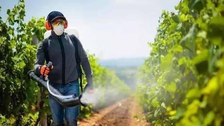 Karadeniz’de kendiliğinden yetişiyor Kirli kanı bir arıtıcı gibi temizliyor, böbrekleri yenisi ile değişmiş gibi yapıyor