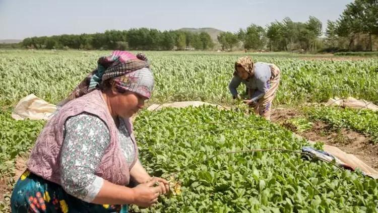 Karadeniz’de kendiliğinden yetişiyor Kirli kanı bir arıtıcı gibi temizliyor, böbrekleri yenisi ile değişmiş gibi yapıyor