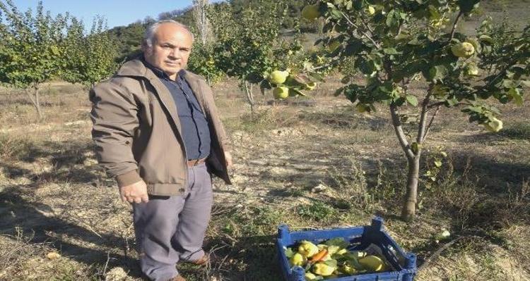 Çekirdeğini kaynatıp her gün 1 bardak için Safra kesesi ve karaciğere format atıyor: Kolesterolü damardan kazıyıp atıyor