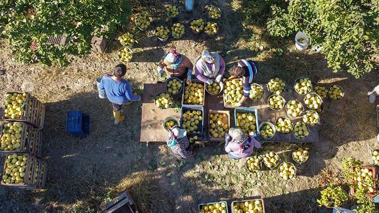 Çekirdeğini kaynatıp her gün 1 bardak için Safra kesesi ve karaciğere format atıyor: Kolesterolü damardan kazıyıp atıyor