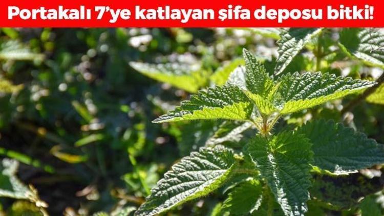 Kabızlığa ve basura en doğal çare Portakaldan 7 kat fazla C vitamini içeriyor, böbrek taşlarını çatır çatır kırıyor