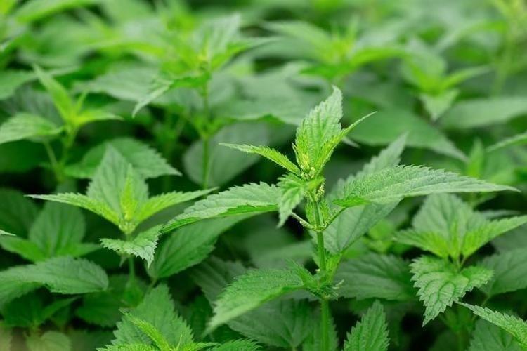 Kabızlığa ve basura en doğal çare Portakaldan 7 kat fazla C vitamini içeriyor, böbrek taşlarını çatır çatır kırıyor