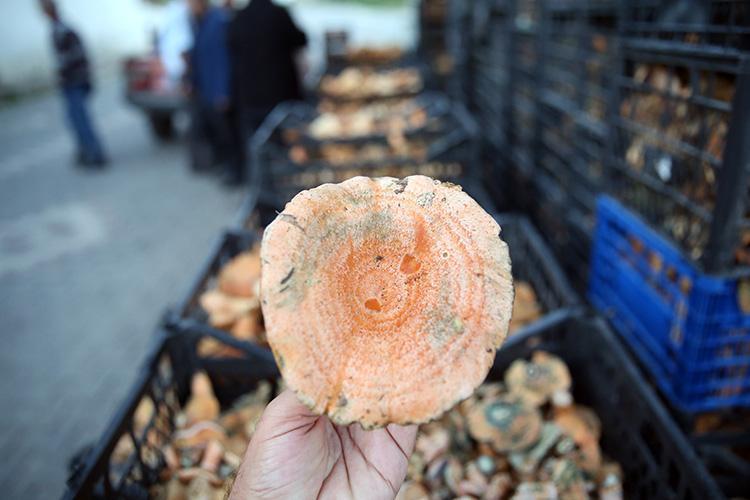 Malatyada tonlarca üretiliyor Kilosu 110 TL: 1 tanesi antibiyotik etkisi veriyor, vücuda lif yüklemesi yapıyor