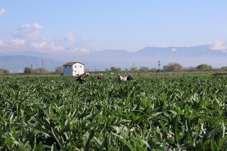 Türkiyenin Yeşil altını tanesi 20 liradan satılıyor, karaciğeri baştan yaratıyor