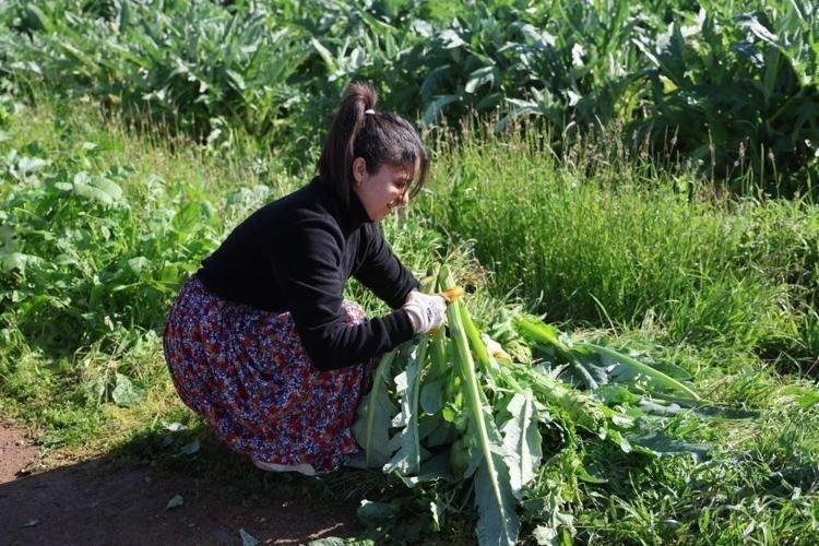 Türkiyenin Yeşil altını tanesi 20 liradan satılıyor, karaciğeri baştan yaratıyor
