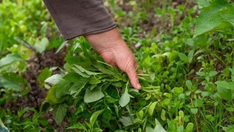 1700 rakımlı yaylalardan toplanıyor Böbrekleri yeni bir filtre gibi tertemiz yapıyor: Kolesterolü yere serip, damarları bir ilaç gibi gevşetiyor