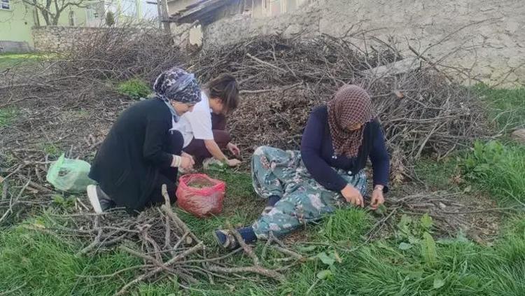 1700 rakımlı yaylalardan toplanıyor Böbrekleri yeni bir filtre gibi tertemiz yapıyor: Kolesterolü yere serip, damarları bir ilaç gibi gevşetiyor