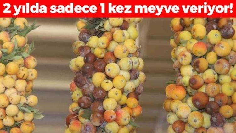 2 yılda 1 kendiliğinden yetişiyor Doğal şeker ilacı: Tansiyonu dengeleyip böbrekleri ve karaciğeri yeniliyor, 1 kez yiyen 10 yıl hastalanmıyor