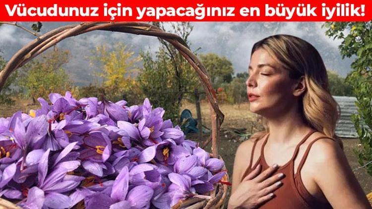 Cep yakıyor ama faydası çok Dünyanın en pahalı baharatı: Vücudunuza altın değerinde yatırım, ölümden başka her derde deva