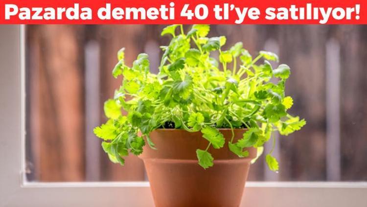 Toprak gibi bereketli Evde saksıda yetiştirebilirsiniz: Pazarda demeti 40 TL