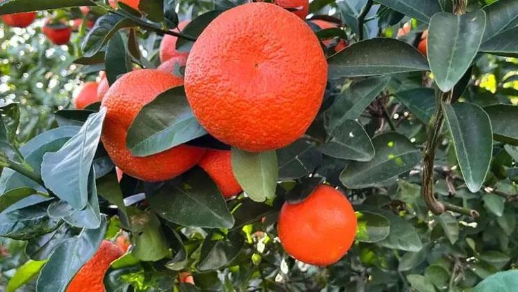 Tabiattan gelen şifa kaynağı Kürünü yapıp bardak bardak için: Soğuk algınlığı ve gribe meydan okuyor
