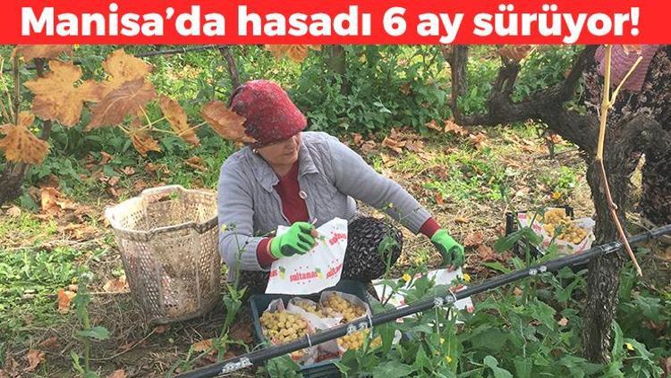 Hasadı 6 aydır devam ediyor Manisanın göz bebeği: Kilosu 100 TL: Doğal kan sulandırıcı olarak biliniyor, kolesterolü damardan kazıyıp atıyor