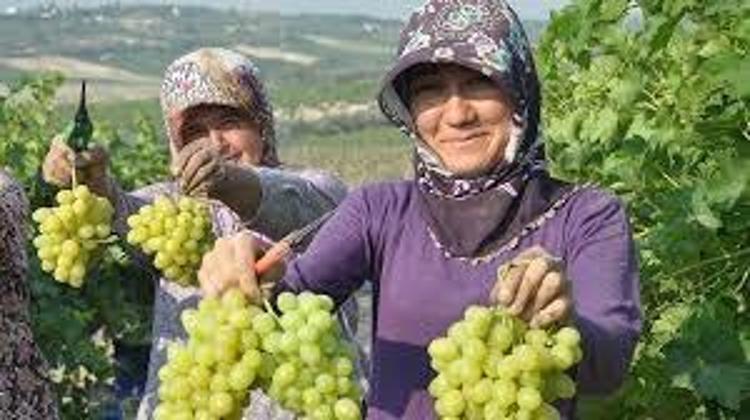 Hasadı 6 aydır devam ediyor Manisanın göz bebeği: Kilosu 100 TL: Doğal kan sulandırıcı olarak biliniyor, kolesterolü damardan kazıyıp atıyor